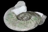 Ammonite (Orthosphinctes) Fossil on Rock - Germany #125894-1